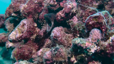 Morena-De-Margen-Amarillo-Caza-En-Un-Arrecife-De-Coral-En-El-Fondo-Del-Océano-De-Cerca