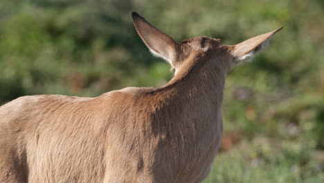 Nahaufnahme-Eines-Hartebeest-Kalbs,-Das-Sich-Im-Grasland-In-Afrika-Umsieht