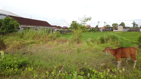 Balinese-Cattle,-Cows-in-the-Rice-Fields-of-Bali,-Indonesia,-Native-Animal-in-Green-Landscape-Moving-its-Tail,-at-Gianyar-Regency