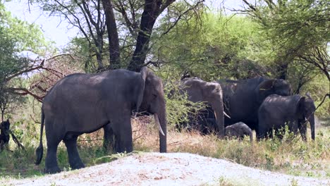a herd of elephants hide from the scorching sun in the shade of trees