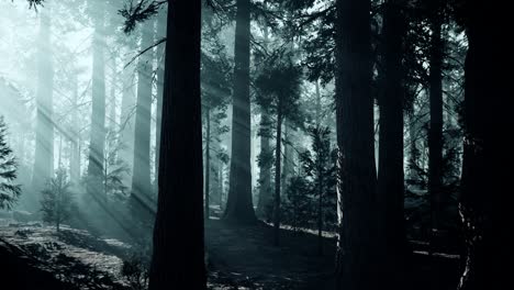 black tree trunk in a dark pine tree forest