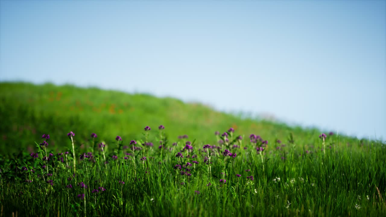 Field of green fresh grass under blue sky