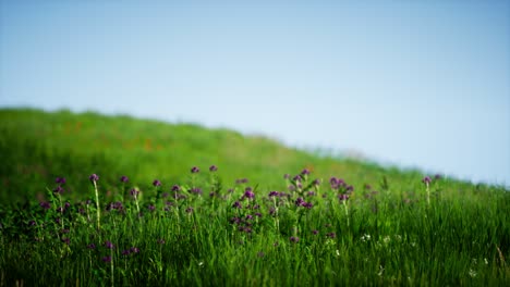 Feld-Mit-Grünem,-Frischem-Gras-Unter-Blauem-Himmel