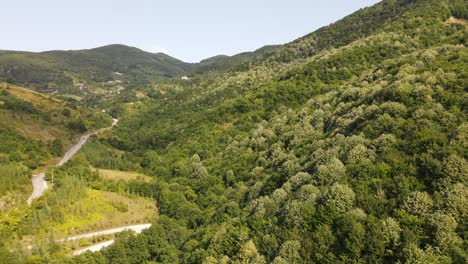 green forest overhead view