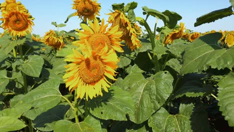 agricultural field of sunflowers. shooting in the summer in the countryside.