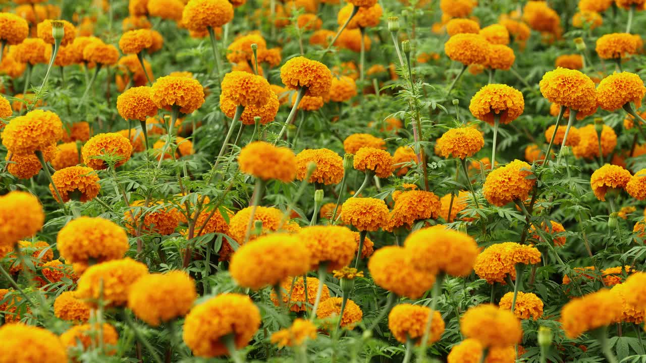 Primo piano di un campo di calendule