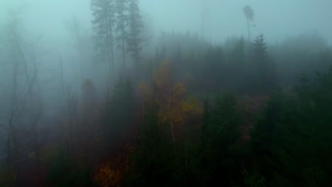 forest and hill in the morning in foggy weather