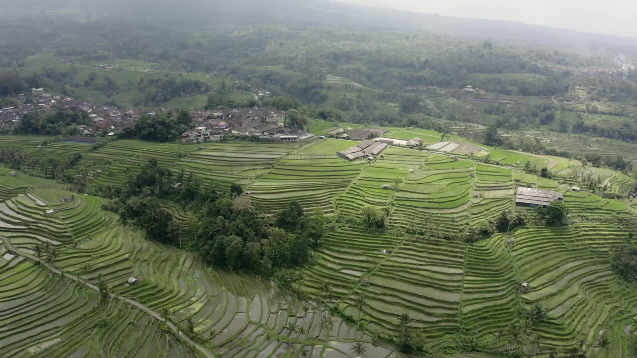imágenes de drones circulando en los campos de arroz, jatiluwih en bali