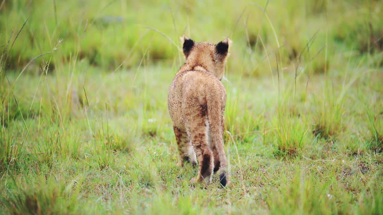 slow motion shot van baby leeuwenkind met een brutale houding, schattige afrikaanse dieren in het masai mara national reserve, kenia, afrika safari dieren in masai mara north conservancy