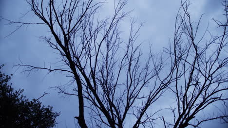 silhouette of trees and branches against a blue evening sky