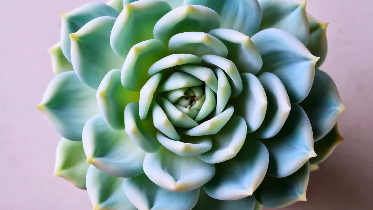 Primo piano dall'alto di una pianta succulenta verde e blu