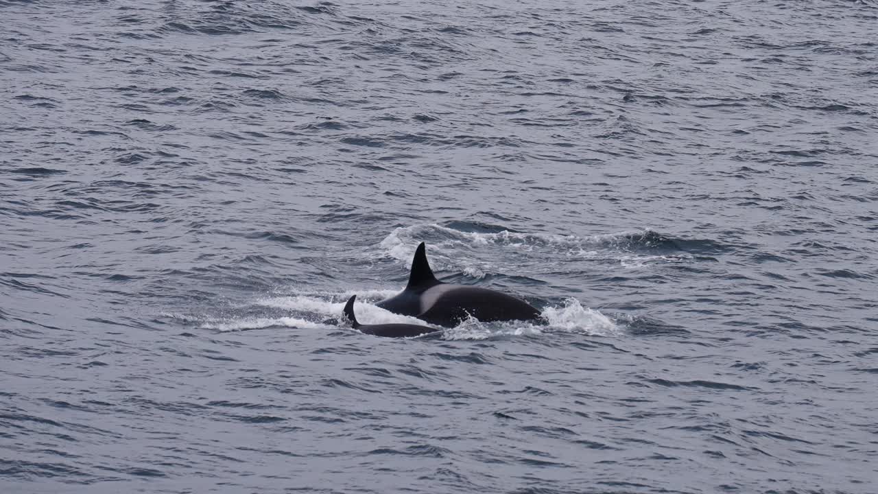 Orcas swimming in Vestarelen waters, evoking wonder and connection with nature