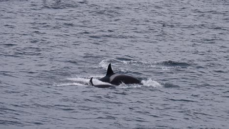orcas swimming in vestarelen waters, evoking wonder and connection with nature