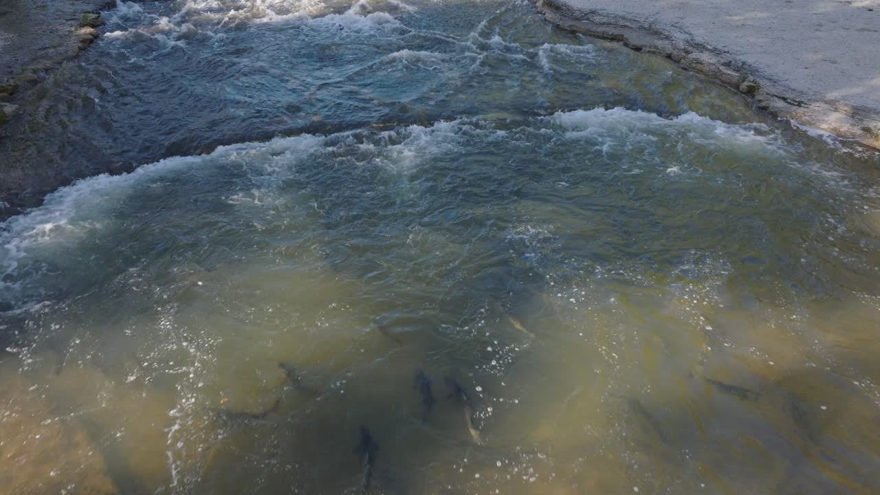 Salmon swimming upstream through shallow clear water, creating ripples and splashes in the stream