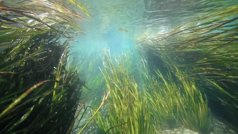 plantas de arroz bajo el agua