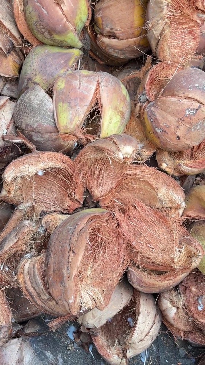 Primo piano di un mucchio di mallo di cocco e noci di cocco intere