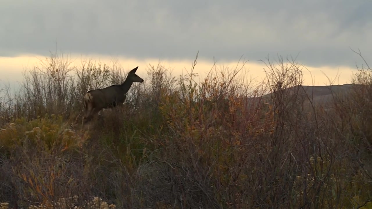 Female mule deer doe walking in a meadow at the Great Sand Dunes National Park, Colorado, USA
