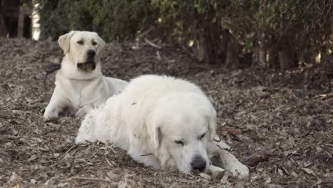 a white labrador retriever and an old great pyrenees at rest on a farm in summerland california