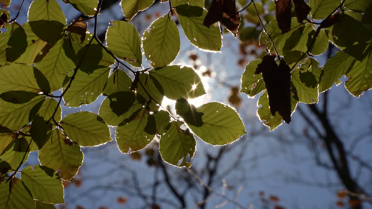 태양 광선은 웅장한 가을 풍경의 화려한 단풍을 뚫고 나옵니다.