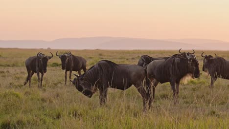 manada de ñus en la gran migración en áfrica, caminando por la sabana entre masai mara en kenia y serengeti en tanzania, animales salvajes africanos al amanecer en masai mara