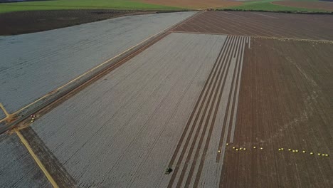 High-aerial-shot-over-a-cotton-field-being-harvested-by-combine-tractors