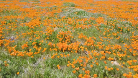 flying over fields of golden poppie flowers