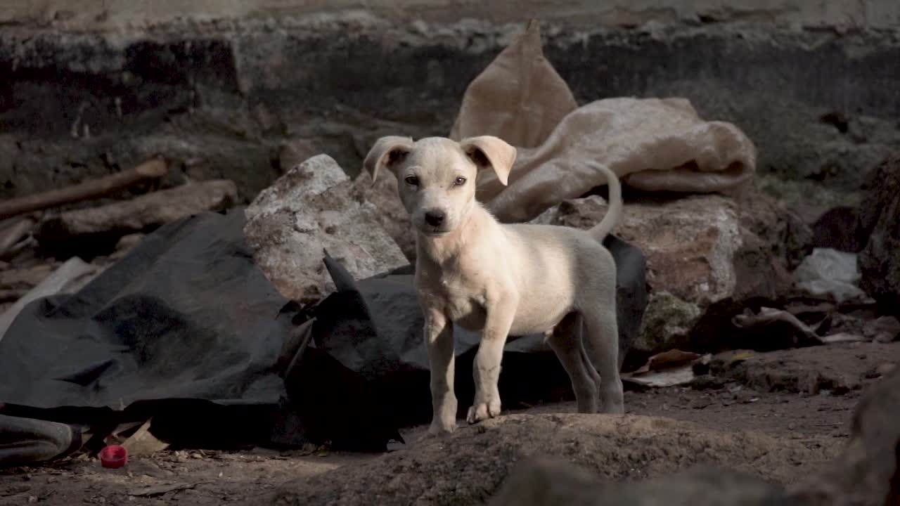 un cachorro corriendo y meneando la cola en un sitio abandonado - toma completa