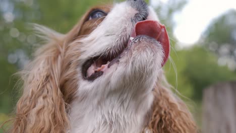 cavalier king charles spaniel. shot on super slow motion camera 1000 fps