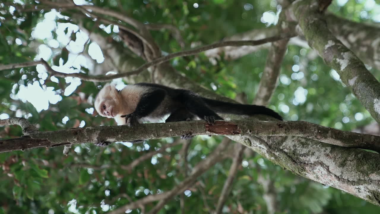 tiro giratorio de cámara lenta de mono capuchino de cara blanca en el árbol mirando hacia abajo