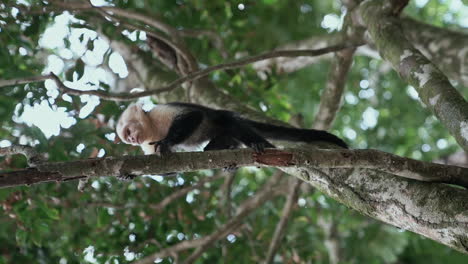 rotating slow motion shot of white-faced capuchin monkey in tree looking down