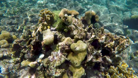 Beauty-Caribbean-coral-garden-off-coast-of-island-of-Francisqui,-Los-Roques