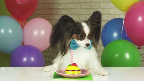 fancy dog papillon eating birthday cake with candle stock footage video