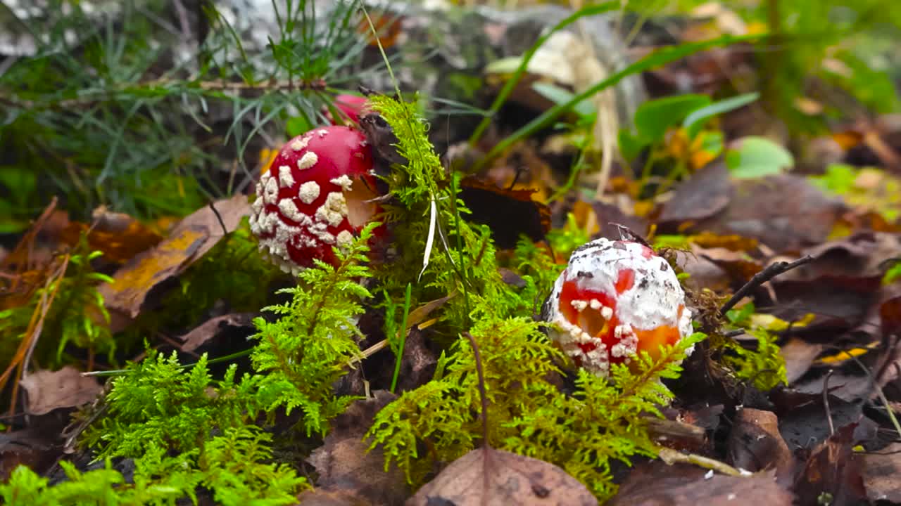 Slowly moving closeup of Amanita muscaria mushrooms with bright red cap and white spots in natural among conifer, fallen leaves and green moss on autumn forest floor in Estonia, 4K, tracking shot.