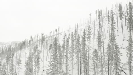 tiro revelador ascendente del bosque quemado cubierto de nieve