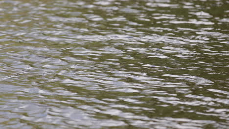 water slowly flowing in a river in the usa. close up.