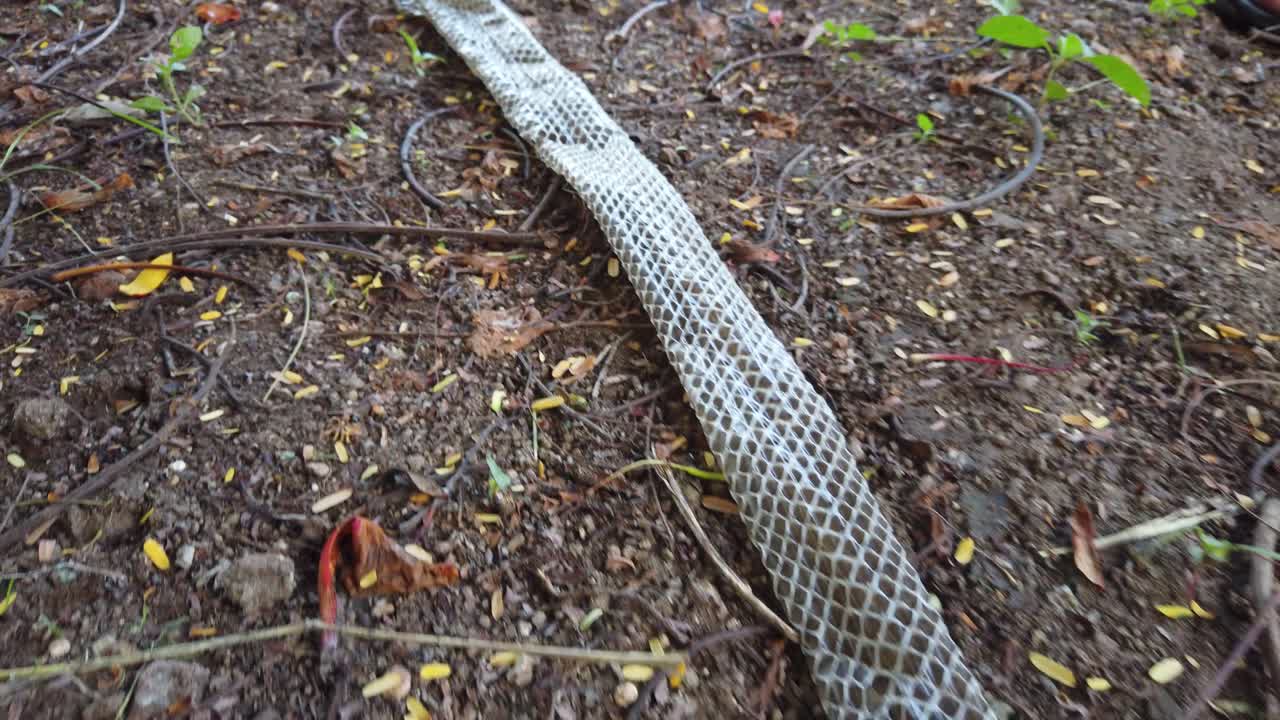 la serpiente de rata india, la mucosa ptyas, también conocida como serpiente dhaman, se despojó de la piel en el suelo