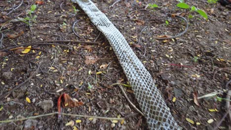 the indian rat snake, ptyas mucosa also known as dhaman snake shed skin on the ground