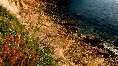 Brezo-Común-En-Un-Acantilado-Junto-Al-Mar-Mediterráneo