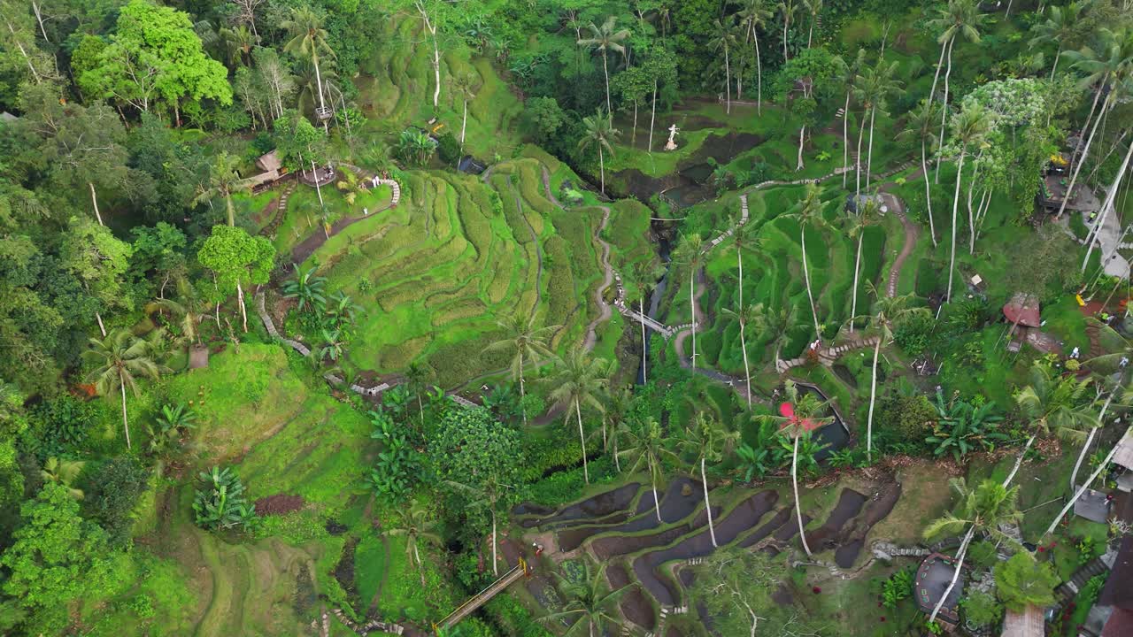 Left-orbit drone shot of Tegalalang’s green rice terraces near Ubud, with tall palms, footpaths and reflective paddies weaving across the valley under soft morning light