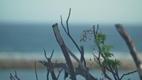 close up twigs and leaves blowing in the wind with the ocean in the background