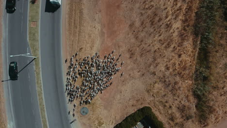 Herd-Of-Goats-Walking-Off-The-Road-With-Cars-Passing-On-A-Sunny-Day