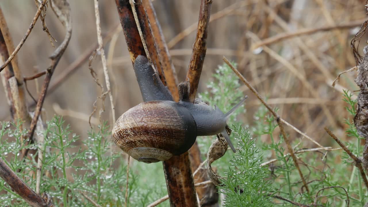 caracol en una rama rodeado de plantas con gotitas