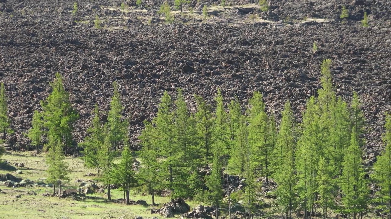火山性溶岩原の近くで育つ若いカラマツの木々。