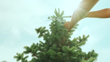 a gardener clipping the pine tree with shears standing on a stepladder in the summer garden