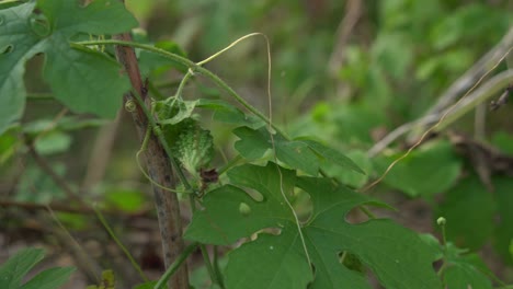 Cerasee-Kerala-Melón-Amargo-Colgado-De-Una-Planta-De-Vid-Con-Kerala-Colgando-De-Vides-Utilizadas-Para-Hacer-Té-De-Hierbas-Saludable-Para-Bajar-De-Peso