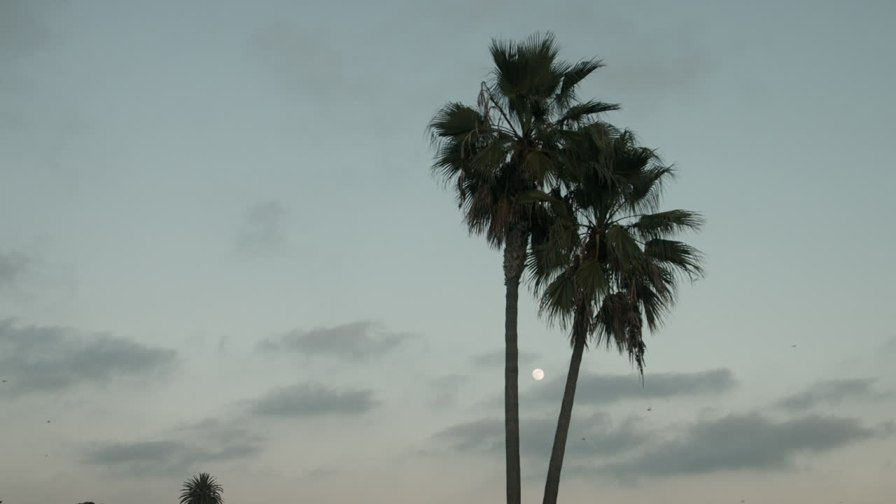 Palm trees at dusk in San Diego, California