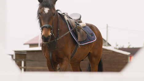 retrato de un caballo marrón caminando lentamente