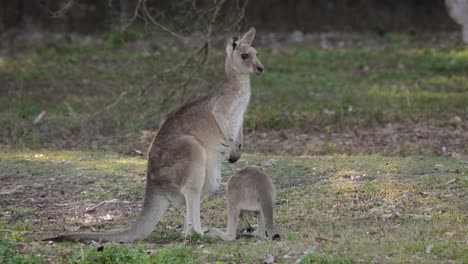 eastern grey kangaroo with joey looking into distance, coombabah lake conservation park, gold coast, queensland