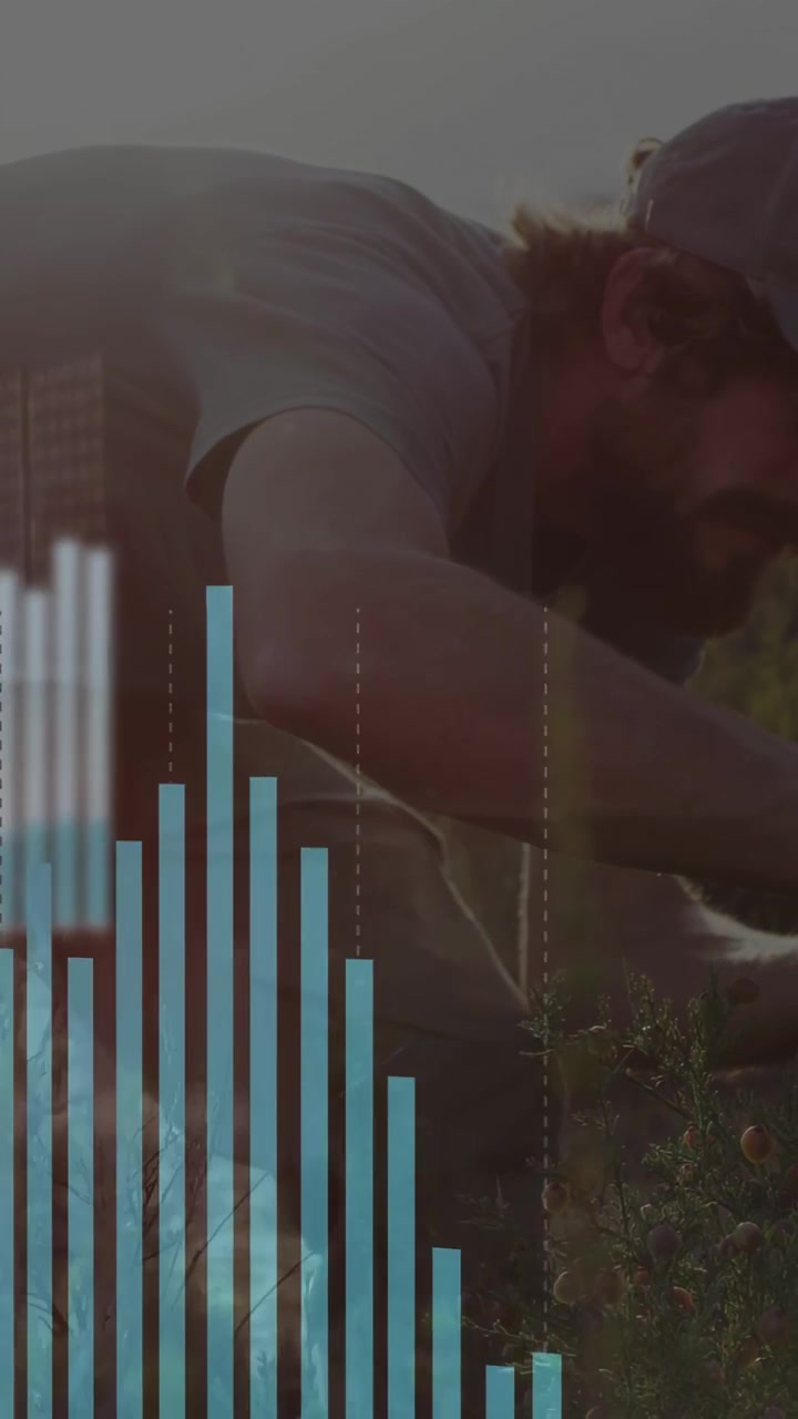 Video verticale: Uomo che si allunga tra gli arbusti, controllando le colture, la mano che provoca lo scorrimento pulsante di grafici agricoli.