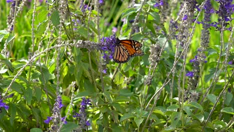 shot in profile, a single monarch butterfly flaps its wings